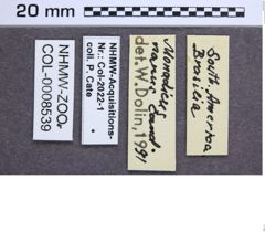 Etikette zu Monadicus nanus (Candèze, 1893) (NHMW-ZOO-COL-0008539)